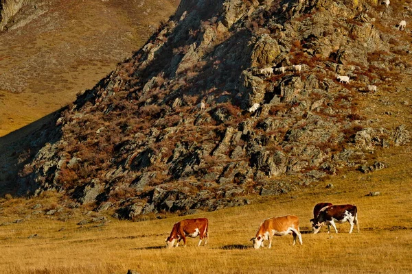Russia Mountain Altai Flock Sheep Herd Cows Graze Slopes Steep — Stock Photo, Image
