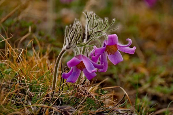 Rosja Południe Zachodniej Syberii Wiosenne Kwiaty Górach Ałtaj Prostrel Snu — Zdjęcie stockowe