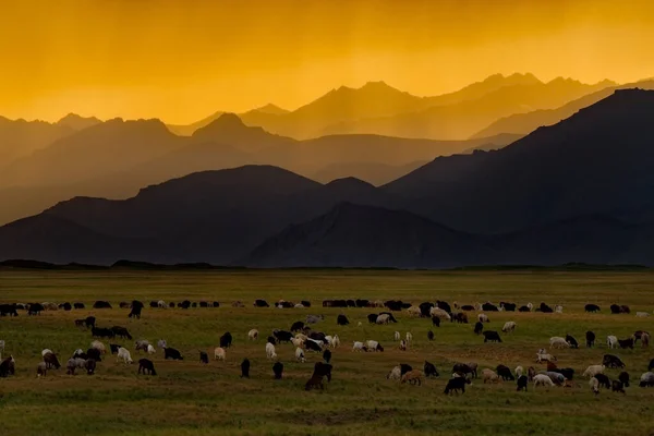 Kırgızistan Güneşin Arka Planında Otlayan Koyunlar Keçiler Gün Batımında Kasvetli — Stok fotoğraf