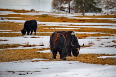 Rusya, Altai Dağı. Kurai bozkırlarının sonbahar otlaklarında yerli öküzler.