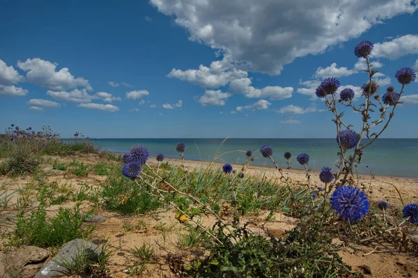 Ucrania Hocico Espinoso Con Las Flores Azules Costa Sudoriental Crimea —  Fotos de Stock