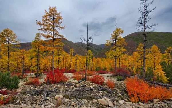 Ryssland Magadan Den Fantastiska Skönheten Fjärran Östern Hösten — Stockfoto