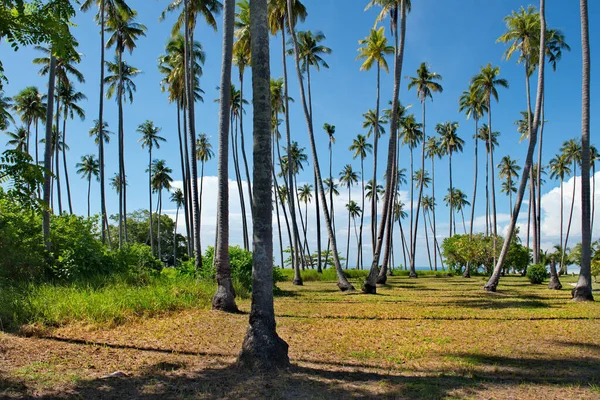 Malásia Coqueiros Numerosas Ilhas Recifais Perto Ilha Bornéu Perto Cidade — Fotografia de Stock