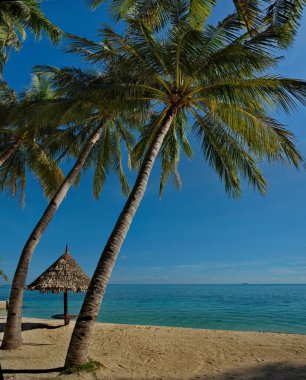 Malezya. Semporna kasabası yakınlarındaki Borneo adası yakınlarındaki sayısız resif adalarında hindistan cevizi palmiyeleri