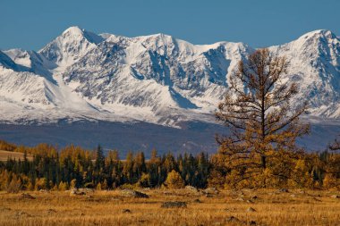 - Rusya. Altai Dağı. Kurai bozkırının göbeğindeki Kuzey Chuya dağlarında altın sonbahar..