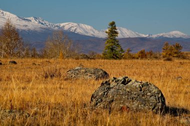 - Rusya. Altai Dağı. Kurai bozkırının göbeğindeki Kuzey Chuya dağlarında altın sonbahar..