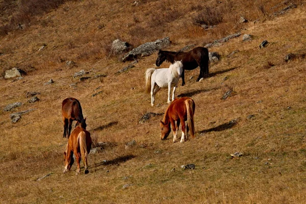 Russland Südwestsibirien Bergaltai Frei Weidende Pferde Auf Dem Chui Trakt — Stockfoto