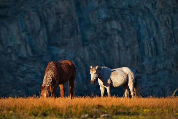 俄罗斯 西伯利亚西部的南部 高山阿尔泰 沿翠路自由放牧的马 — 图库照片