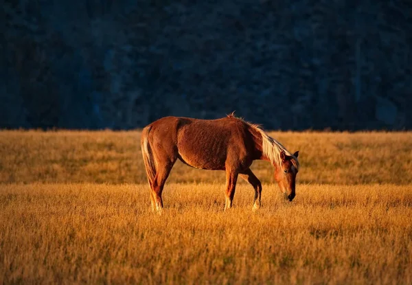 Ryssland Söder Västra Sibirien Berg Altai Fritt Betande Hästar Längs — Stockfoto