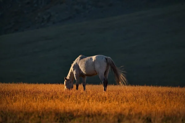 Russie Sud Sibérie Occidentale Montagne Altaï Chevaux Broutant Librement Long — Photo