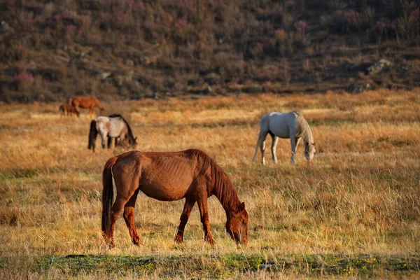 Rússia Sul Sibéria Ocidental Mountain Altai Livremente Pastando Cavalos Longo — Fotografia de Stock