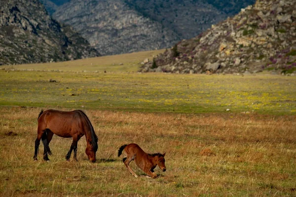 Rusya Batı Sibirya Nın Güneyi Altai Dağı Chui Yolu Boyunca — Stok fotoğraf