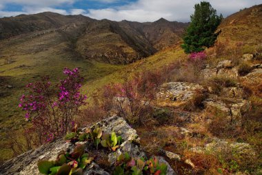 - Rusya. Chuya karayolu bölgesinde Maralnik 'in (Rhododendron Ledebourii) çiçek açtığı dönemde Altai Dağı..