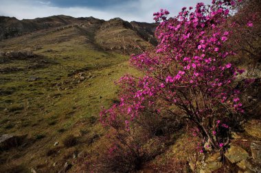 - Rusya. Chuya karayolu bölgesinde Maralnik 'in (Rhododendron Ledebourii) çiçek açtığı dönemde Altai Dağı..