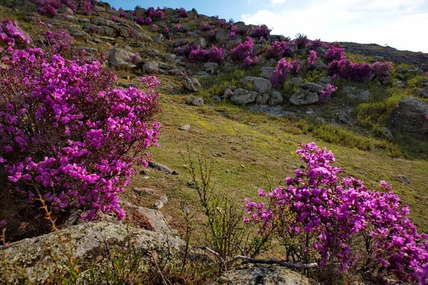 ロシアだ チュヤ高速道路周辺のマラルニク ツツジLedeburii の開花期のアルタイ山 — ストック写真