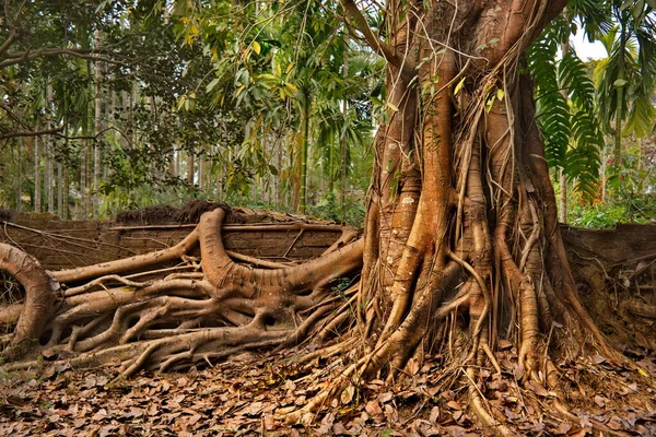 Wschodnie Indie Stan Assam Ogromne Drzewo Fikusowe Które Zakorzeniło Się — Zdjęcie stockowe
