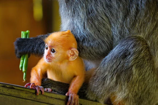 Imagens revelam o exato momento do parto de um macaco