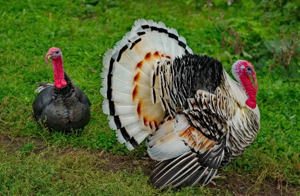 Hjemmelavede Gobblers Almindelige Typer Tamfugle Ordenen Galliformes - Stock-foto