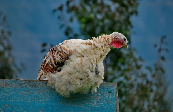 Homemade Gobblers Jest Jednym Popularnych Rodzajów Ptaków Domowych Rzędu Galliformes — Zdjęcie stockowe