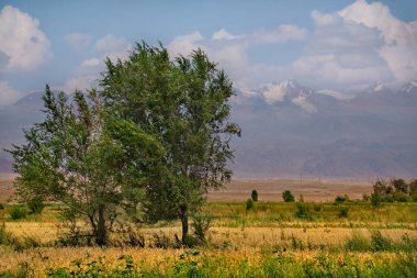 Kırgızistan. Issyk-Kul Gölü 'nün kuzey kıyısındaki Kungei-Alatau sıradağları.