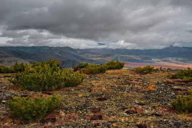 - Rusya. Uzak Doğu, Magadan bölgesi, Kolyma nehrinin üst kısımları. Evergreen Sedir ağacı Kuzey 'in sert iklim koşullarına iyi uyum sağlamıştır.