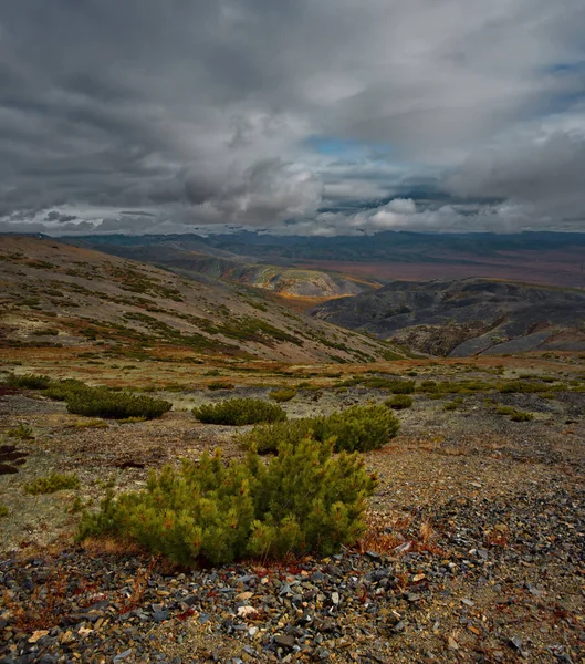 Russia. Far East, Magadan region, upper reaches of the Kolyma river. Evergreen cedar plantain is well adapted to the harsh climatic conditions of the North