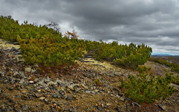 Russia. Far East, Magadan region, upper reaches of the Kolyma river. Evergreen cedar plantain is well adapted to the harsh climatic conditions of the North