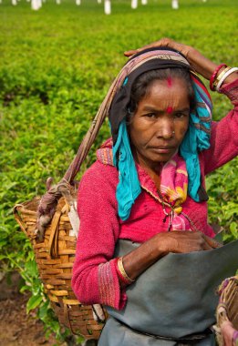 Guwahati, Hindistan. 5 Şubat 2016. Çay çiftliğindeki bir köylü kadın Assam eyaletinin yeşil çay yapraklarını elle topluyor, dünyanın her yerinde ünlü..