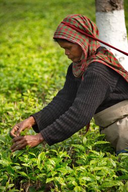 Guwahati, Hindistan. 5 Şubat 2016. Çay çiftliğindeki bir köylü kadın Assam eyaletinin yeşil çay yapraklarını elle topluyor, dünyanın her yerinde ünlü..