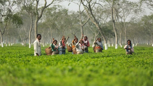Guwahati Indien Februari 2016 Grupp Bykvinnor Teplantage Assam Staten Glatt — Stockfoto