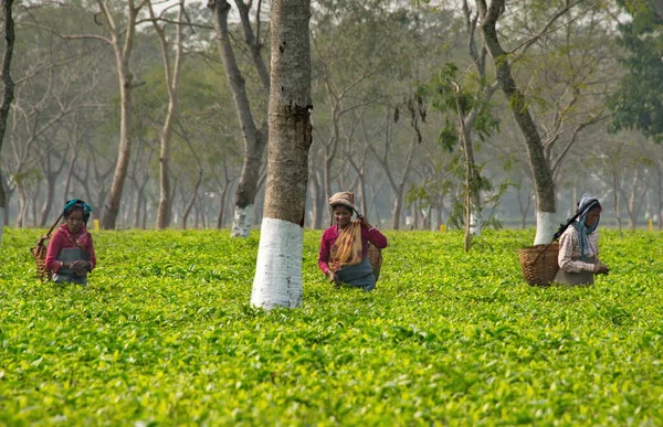 Guwahati Indie Lutego 2016 Wiejska Kobieta Plantacji Herbaty Ręcznie Zbiera — Zdjęcie stockowe