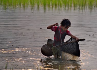Gauhati. Doğu Hindistan. 11 Şubat 2016. Köy kızları pirinç tarlasında çok küçük balıklar yakalar. Bu Hint köylerindeki çocuklar için geleneksel bir etkinliktir.