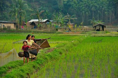 Gauhati. Doğu Hindistan. 11 Şubat 2016. Üç köy kızı ellerinde hasır ağlarla pirinç tarlasında balık tutmaya gider. Pirinç tarlalarının sularında çok küçük balıklar yakalarlar..