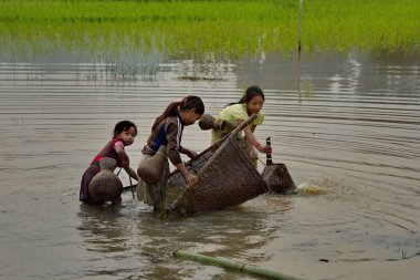 Gauhati. Doğu Hindistan. 11 Şubat 2016. Köy kızları pirinç tarlasında çok küçük balıklar yakalar. Bu Hint köylerindeki çocuklar için geleneksel bir etkinliktir.