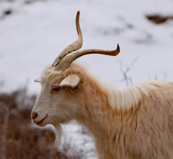 Rússia Sul Sibéria Ocidental Montanha Altai Raças Altai Cabras Domésticas — Fotografia de Stock