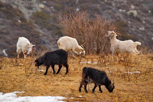 Ryssland Söder Västra Sibirien Berget Altai Altai Raser Tamgetter Kännetecknas — Stockfoto