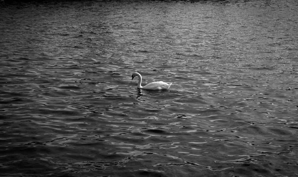 Un cisne en el agua — Foto de Stock