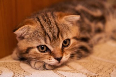 İskoç kedi yavrusu .