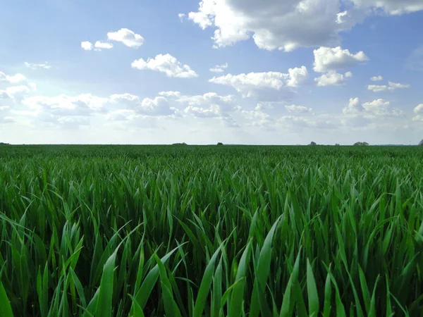 Green field under the sky with clouds