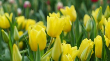 Sarı laleler doğa arka plan 4 k görüntüleri üzerinde renkli
