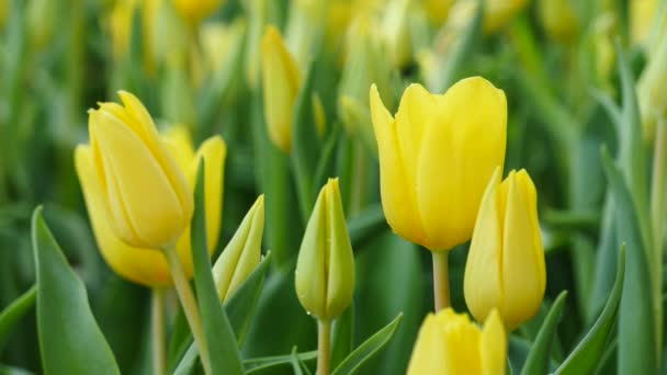 Žlutě zbarvená tulipány na pozadí 4k záběry přírody — Stock video