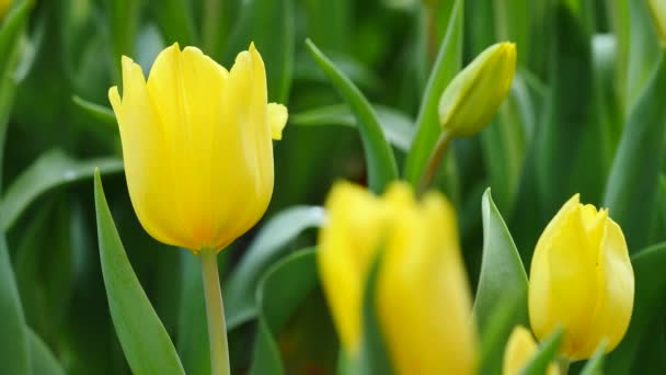 Tulipanes de color amarillo en el fondo de la naturaleza Imágenes 4K — Vídeo de stock