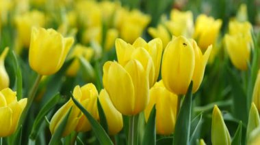 Sarı laleler doğa arka plan 4 k görüntüleri üzerinde renkli
