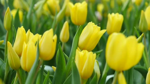 Tulipani di colore giallo sullo sfondo della natura 4K metraggio — Video Stock