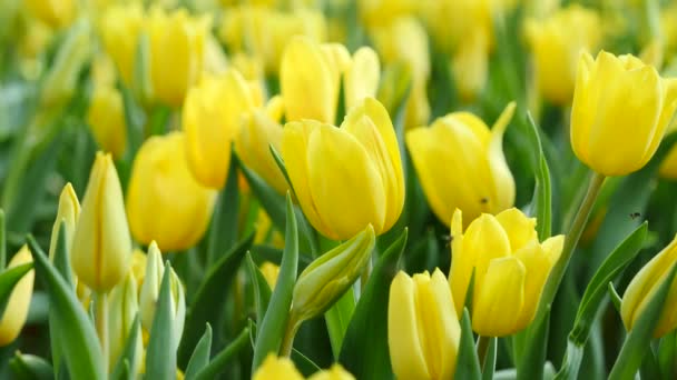 Tulipany na charakter materiału tła 4k barwy żółtej — Wideo stockowe