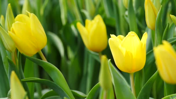 Разноцветные желтые тюльпаны на фоне природы, спокойствие — стоковое видео