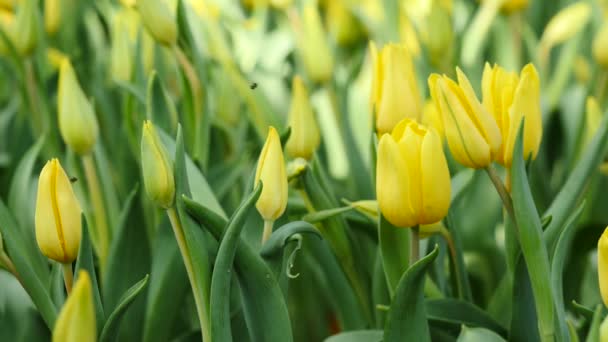 Multi žluté barevné tulipány na přírodní pozadí, vyrovnanost — Stock video