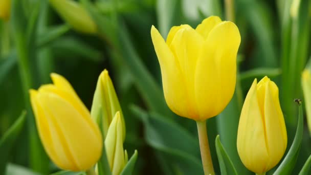 Multi žluté barevné tulipány na přírodní pozadí, vyrovnanost — Stock video