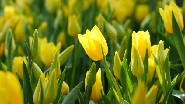 Tulipani multicolori gialli sullo sfondo della natura, serenità — Video Stock