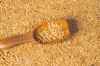 Altın keten tohumu ya da keten tohumu